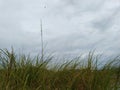 Beautiful grass and white clouds in the background Royalty Free Stock Photo