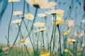 Summer Grasses blowing in the breeze Royalty Free Stock Photo