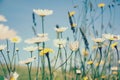 Summer Grasses blowing in the breeze Royalty Free Stock Photo