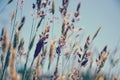 Summer Grasses blowing in the breeze Royalty Free Stock Photo