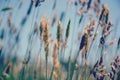 Summer Grasses blowing in the breeze Royalty Free Stock Photo