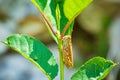 Beautiful grasshopper Acrididae resting in sunlight Royalty Free Stock Photo