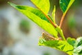 Beautiful grasshopper Acrididae resting in sunlight Royalty Free Stock Photo