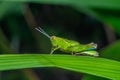 Beautiful grasshopper.