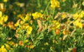 Grasshopper on lathyrus flowers in the meadow, closeup Royalty Free Stock Photo