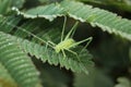 beautiful grasshopper on green leaf, insect animal photos macro object
