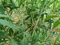 Beautiful grasshopper on the green leaves