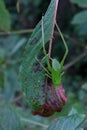 Beautiful grasshopper on a leaf