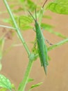 Beautiful Grasshopper sat on plant