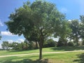 Lawn park near residential houses in Coppell, Texas, USA Royalty Free Stock Photo