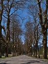 Beautiful gravel avenue with parallel standing old deciduous trees in idyllic Oytal valley near Oberstdorf, Germany.