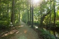 Beautiful gravel forest path during the spring season on a sunny day