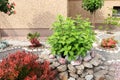 Beautiful gravel garden with different plants in yard