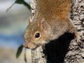 American squirrel on the tree, closeup