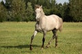 Beautiful gray andalusian colt (young horse) trotting free Royalty Free Stock Photo