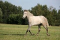 Beautiful gray andalusian colt (young horse) trotting free Royalty Free Stock Photo