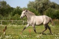 Beautiful gray andalusian colt (young horse) trotting free Royalty Free Stock Photo