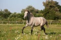 Beautiful gray andalusian colt (young horse) trotting free Royalty Free Stock Photo