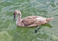 Beautiful gray baby swan floating on water closeup Royalty Free Stock Photo