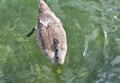 Beautiful gray baby swan floating on water closeup Royalty Free Stock Photo