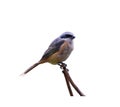 Beautiful gray-backed shrike bird perched on a tree branch isolated on a white background