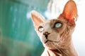 Bald sphynx cat blue eyes. Sphinx feline, pet is dreaming looking into distance. Royalty Free Stock Photo