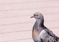 Beautiful gray black and purple feather rock pigeon