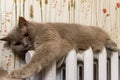 Beautiful gray British cat lies on the radiator Royalty Free Stock Photo