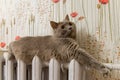 Beautiful gray British cat lies on the radiator Royalty Free Stock Photo