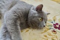 Beautiful gray british cat lying on the carpet at home Royalty Free Stock Photo