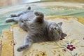 Beautiful gray british cat lying on the carpet at home Royalty Free Stock Photo