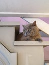 Beautiful gray british cat lying on old white wooden stairs in cafe Royalty Free Stock Photo