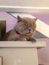 Beautiful gray british cat lying on old white wooden stairs in cafe Royalty Free Stock Photo