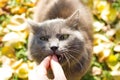 Beautiful gray british cat in nature, eating with hands, outdoors Royalty Free Stock Photo