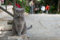Beautiful gray British cat with orange eyes sitting on the stone pavement outdoors Royalty Free Stock Photo