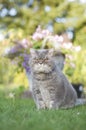 beautiful gray British cat sits on a green lawn and looks with a smart look Royalty Free Stock Photo