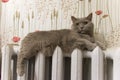 Beautiful gray british cat lies on the radiator Royalty Free Stock Photo