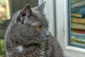 Beautiful gray British cat Royalty Free Stock Photo