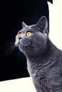 Beautiful gray British cat Royalty Free Stock Photo