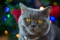 Beautiful gray British shorthair cat face in a silver collar on the background of the Christmas tree with bokeh lights Royalty Free Stock Photo