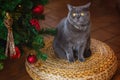 Beautiful gray British shorthair cat in a silver collar on the background of the Christmas tree with bokeh lights sitting on a Royalty Free Stock Photo