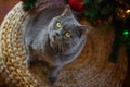 Beautiful gray British shorthair cat in a silver collar is sitting on the background of the Christmas tree Royalty Free Stock Photo