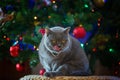 Beautiful gray British shorthair cat in a silver collar is on the background of the Christmas tree with bokeh lights washed on a Royalty Free Stock Photo