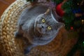 Beautiful gray British shorthair cat in a silver collar is sitting on the background of the Christmas tree Royalty Free Stock Photo