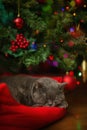 Beautiful gray British shorthair cat sleeps on his little red sofa under the Christmas tree Royalty Free Stock Photo