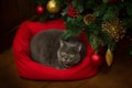 Beautiful gray British shorthair cat which yellow eyes in a silver collar lies on his little red sofa under the Christmas tree Royalty Free Stock Photo