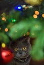 Beautiful gray British shorthair cat with yellow eyes in a silver collar is sitting under the glowing christmas tree Royalty Free Stock Photo