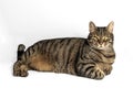 Gorgeous gray and brown tabby cat with hypnotic yellow-green eyes in relaxed pose on gray background Royalty Free Stock Photo