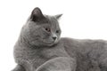 Beautiful gray cat (age 11.0 months) lying on a white background Royalty Free Stock Photo