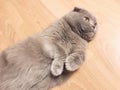 Beautiful gray cat, breed Scottish Fold, lying on the floor paws up Royalty Free Stock Photo